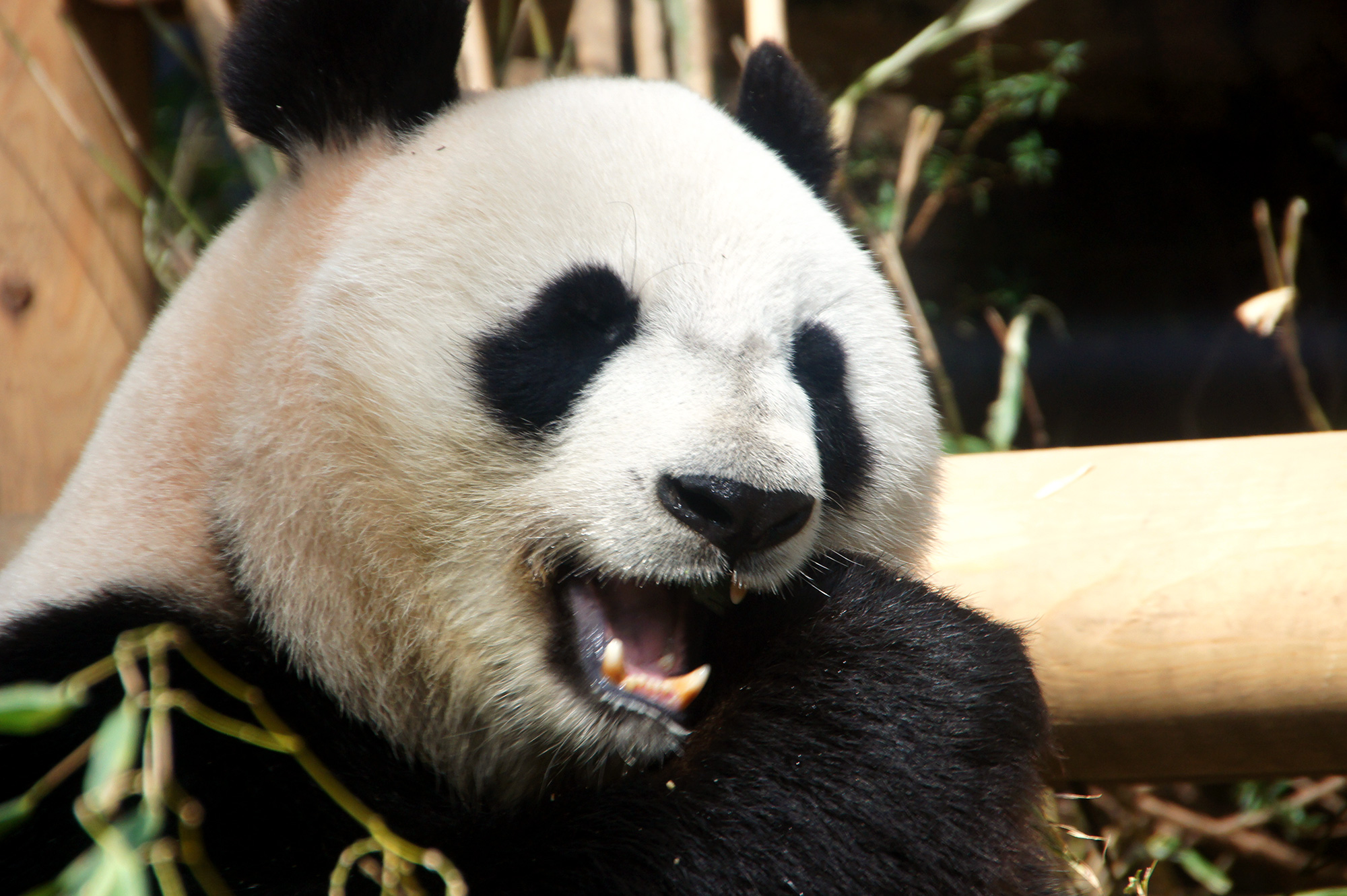 デフォルト紹介文